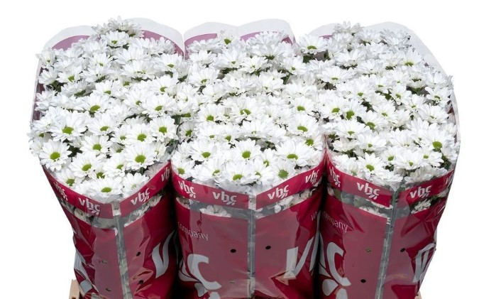 Хризантема сантини инцелл