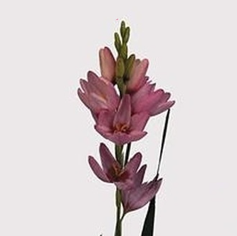 Иксия роуз эмпэрэ в Москве