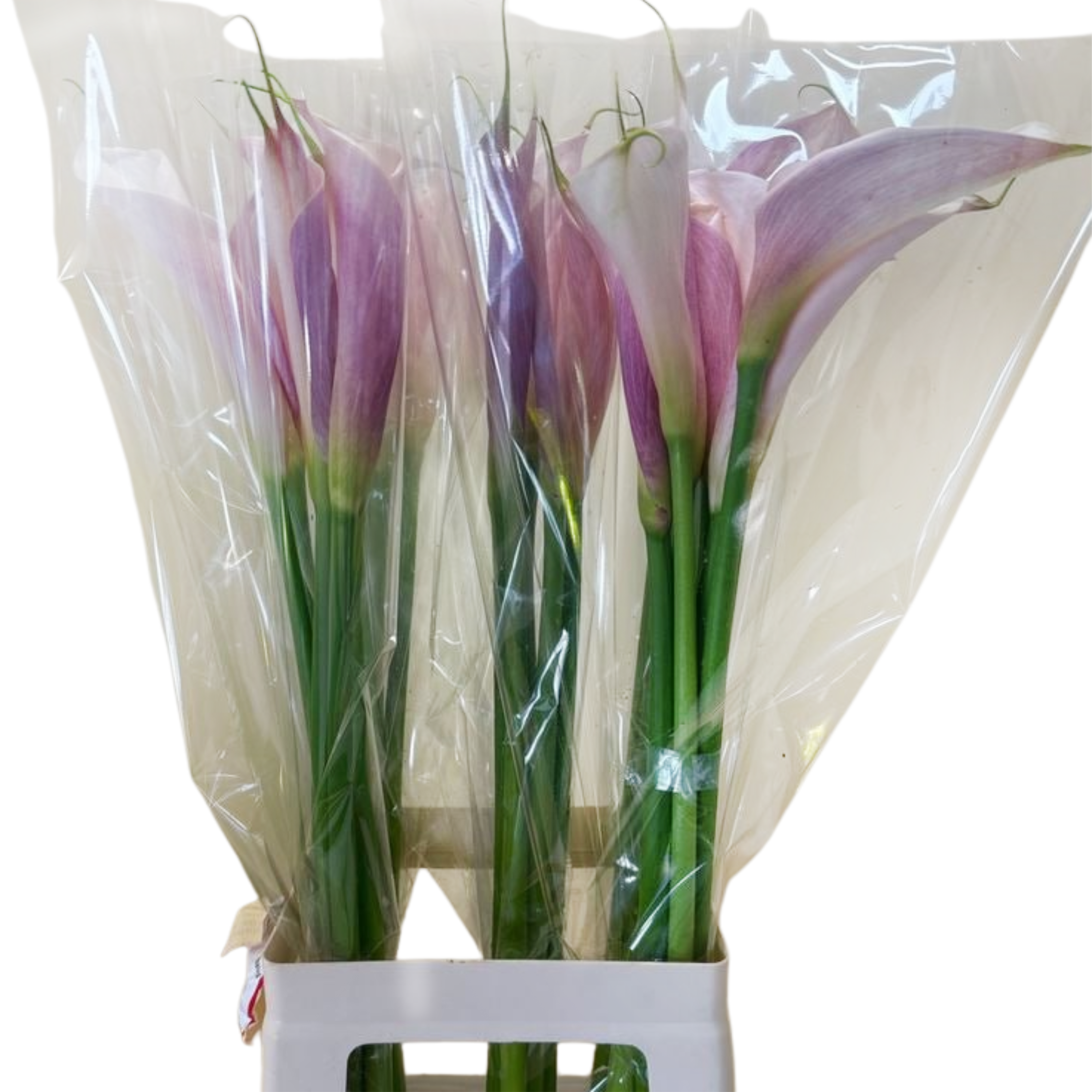 Калла маргарита