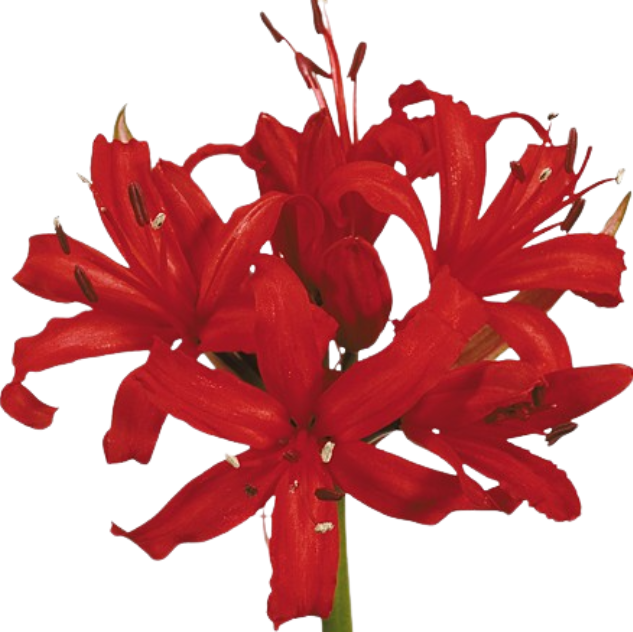 Нерине красная в Москве