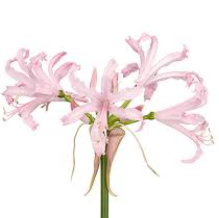 Нерине светло-розовая в Москве