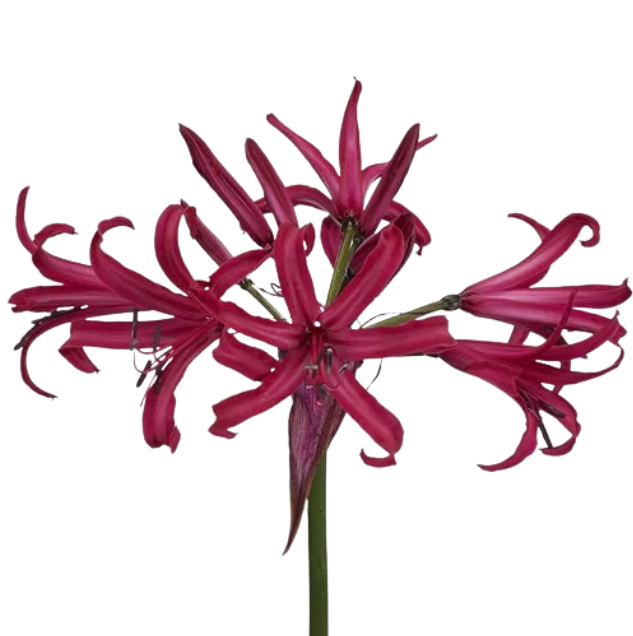 Нерине пурпурно-красная в Москве