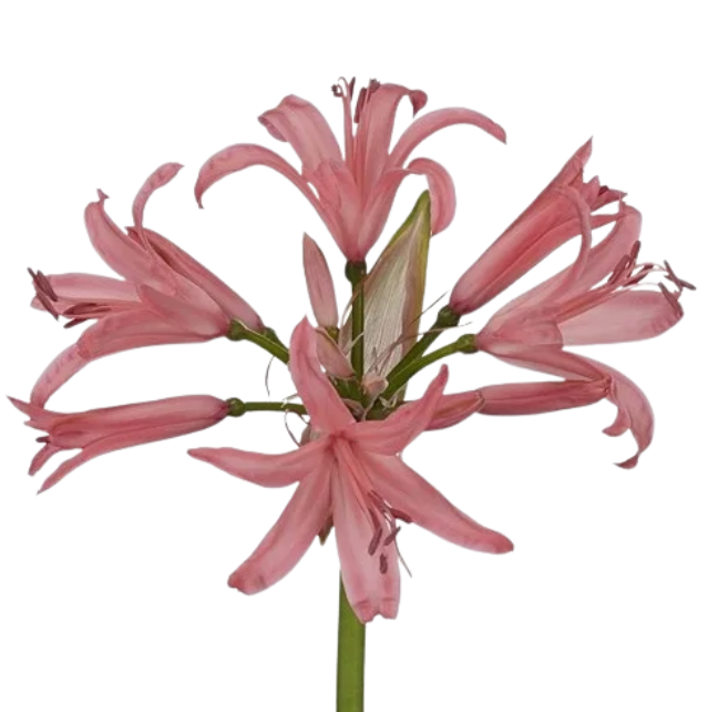 Нерине сальмон в Москве