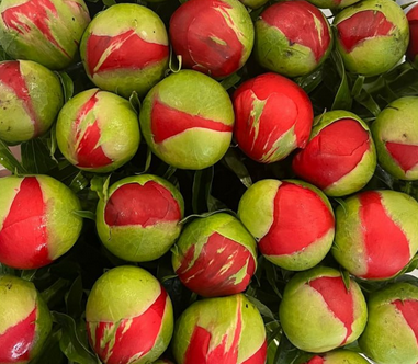 Пион корал мэджик