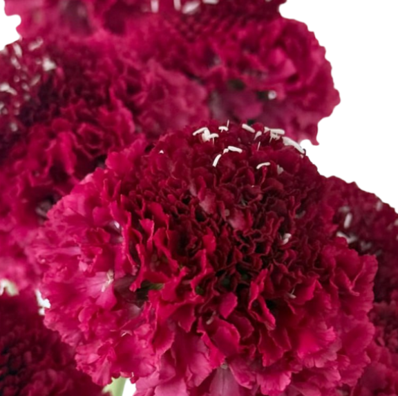 Scabiosa red apple