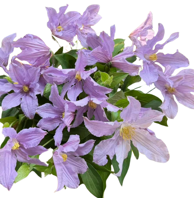 Клематис ориентал ривер