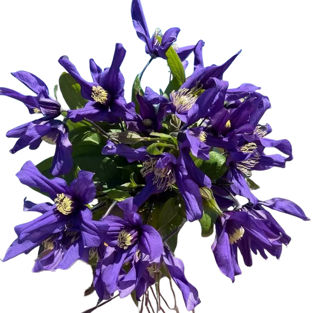 Клематис блю спирал