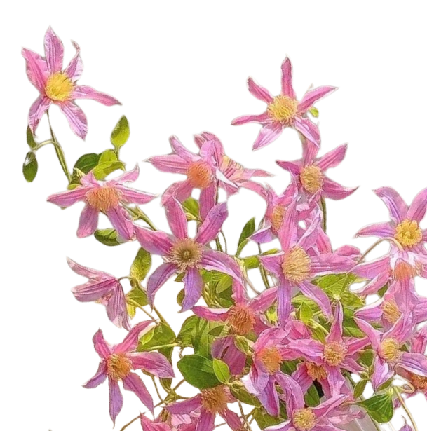 Клематис свит харт