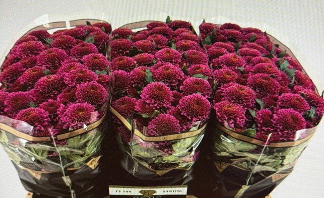 Хризантема сантини антонелли