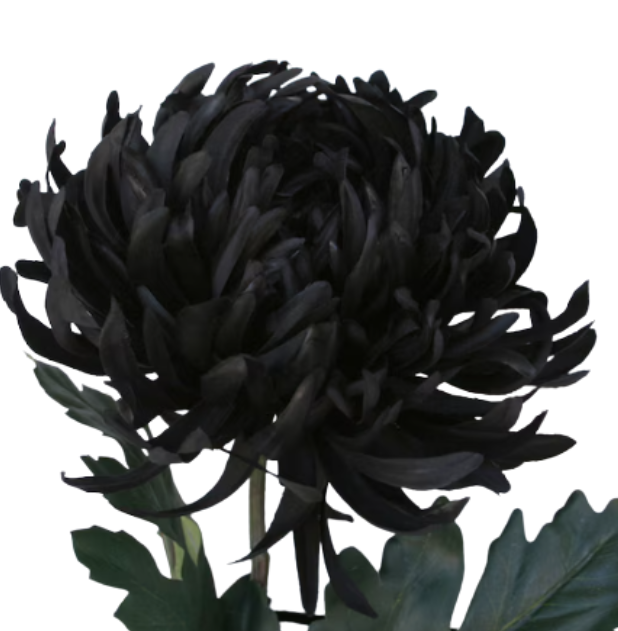 Хризантема краш. однг мамс пиони черная