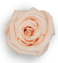 Bud Rose tinted preserved nude