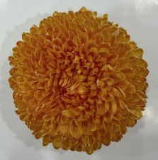 Chrysanthemum tinted tiger orange