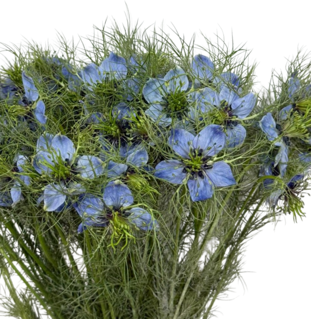 Нигелла блу стамбул в Москве