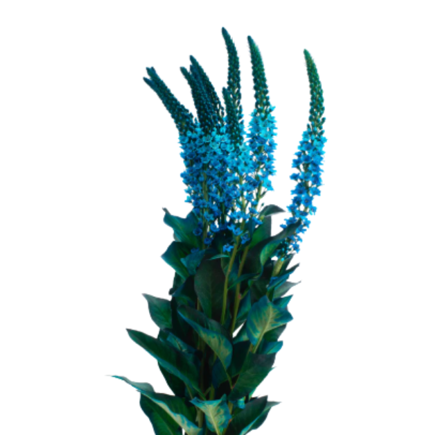 Лизимахия краш. синяя в Москве