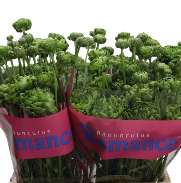 Ranunculus romance pomerol