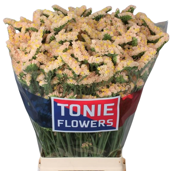 Статица глоуи сан бердс в Москве