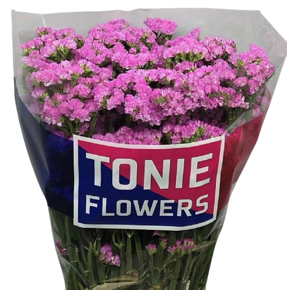 Статица бабблгам вингс в Москве