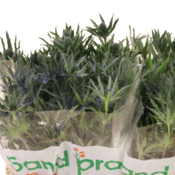 Эрингиум пасифик блу страйп в Москве