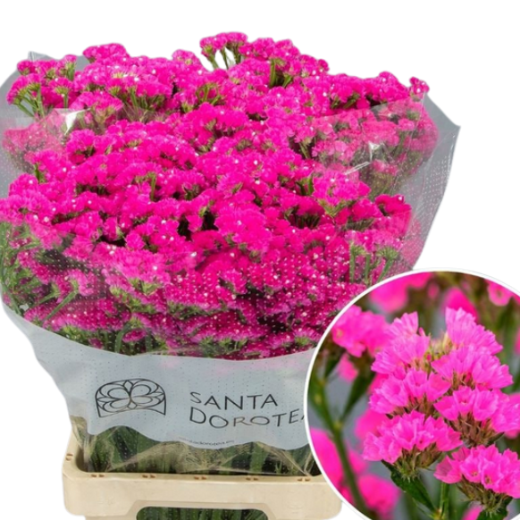 Статица синуэт дарк пинк в Москве