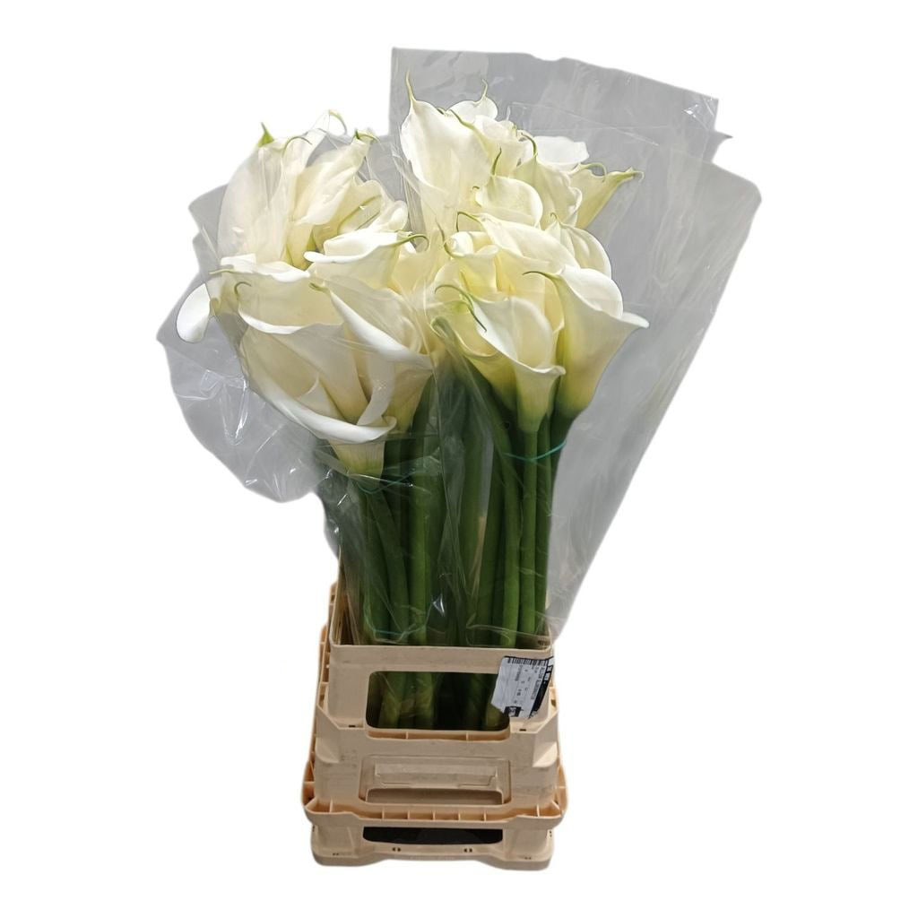 Калла амбианс