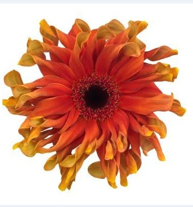 Гербера паста капрезе