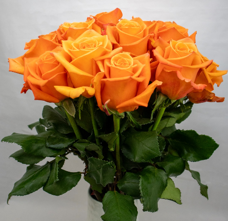 Роза однг хани банни