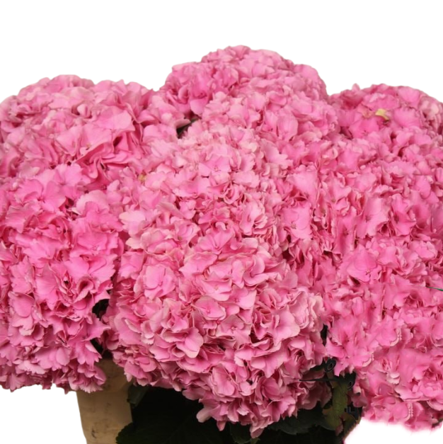 Гидрангия роял парад розовая