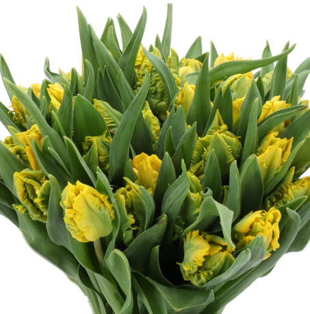 Тюльпан попугайный голд пэшн