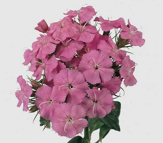 Гвоздика барбатус светло-розовая