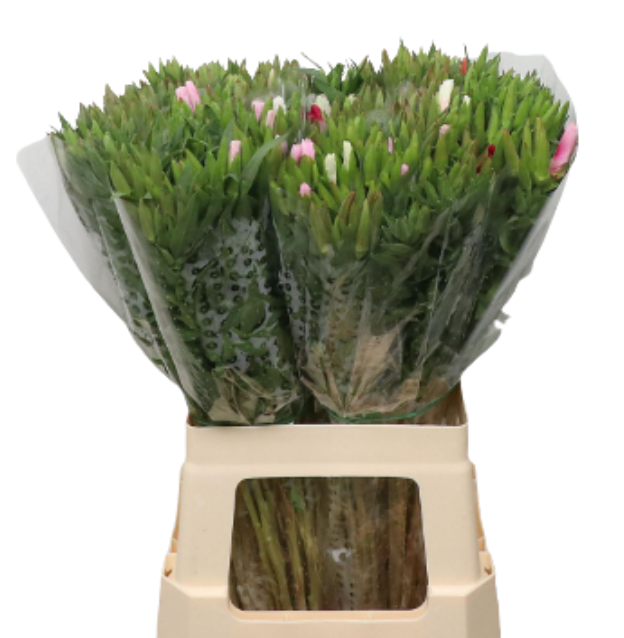 Кларкия рейнбоу