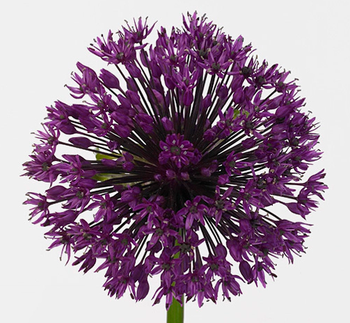 Allium purple crazy