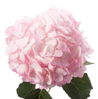 Гидрангия премиум светло-розовая