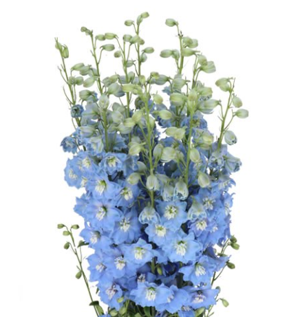 Дельфиниум эн голубой