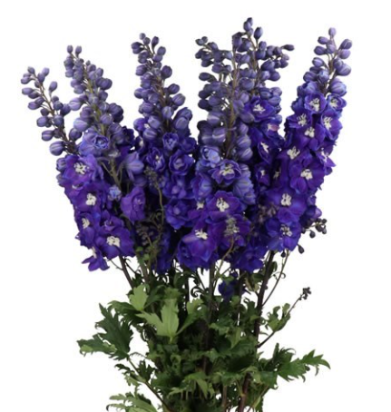 Дельфиниум махровый темно-пурпурный