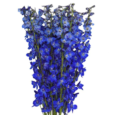 Дельфиниум махровый темно-синий