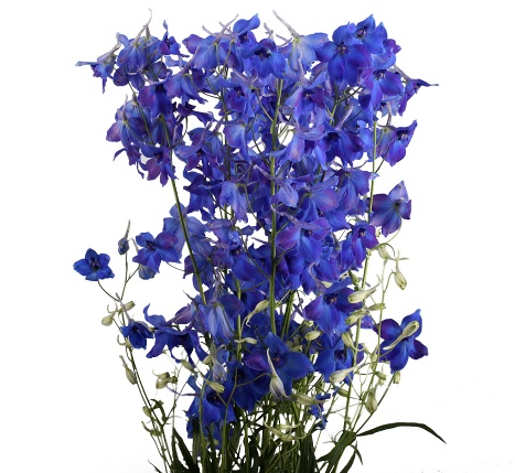 Дельфиниум эн темно-синий