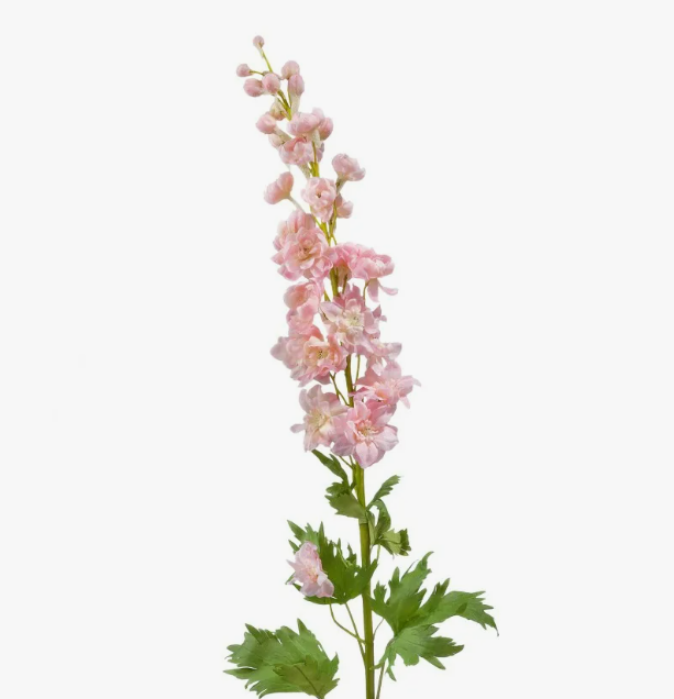 Дельфиниум эн розовый