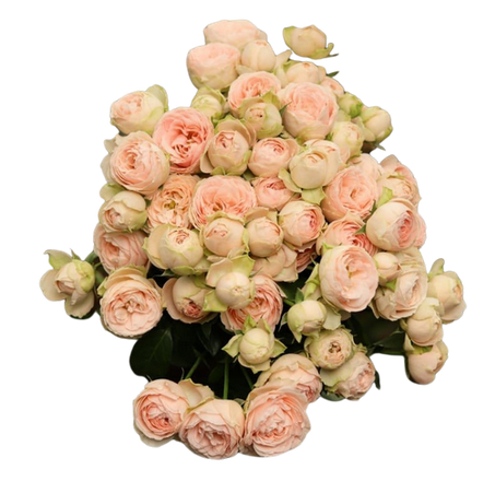 Роза куст сильва свит