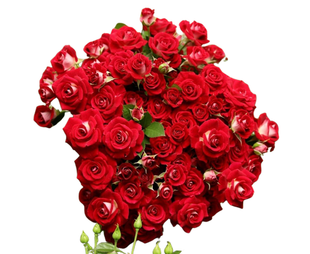 Роза куст спейс блоссом