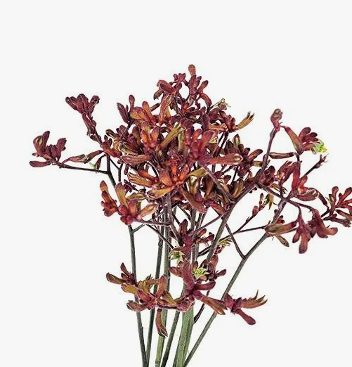 Анигозантус буш корал