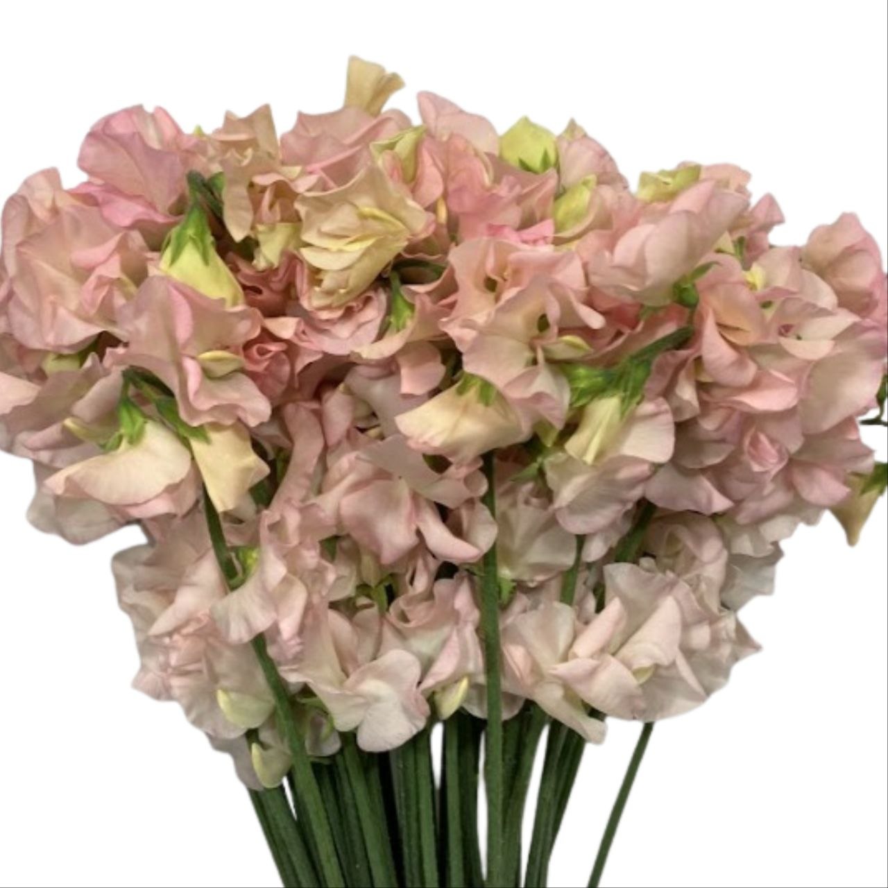 Lathyrus odoratus suzanne