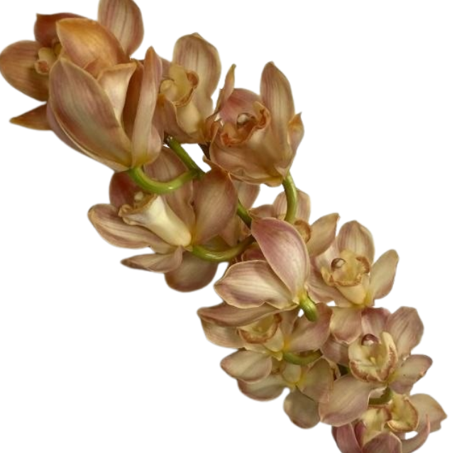 Cymbidium sahel orange