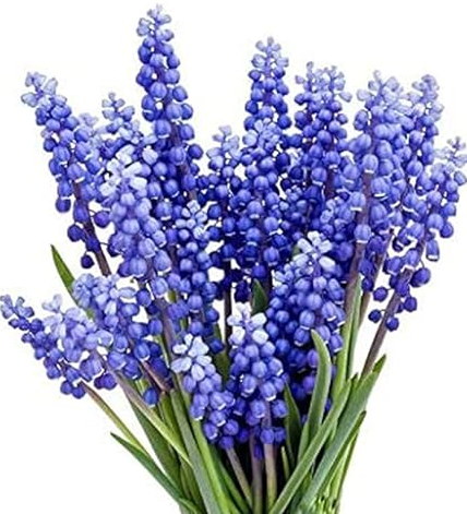 Мускари блю мун