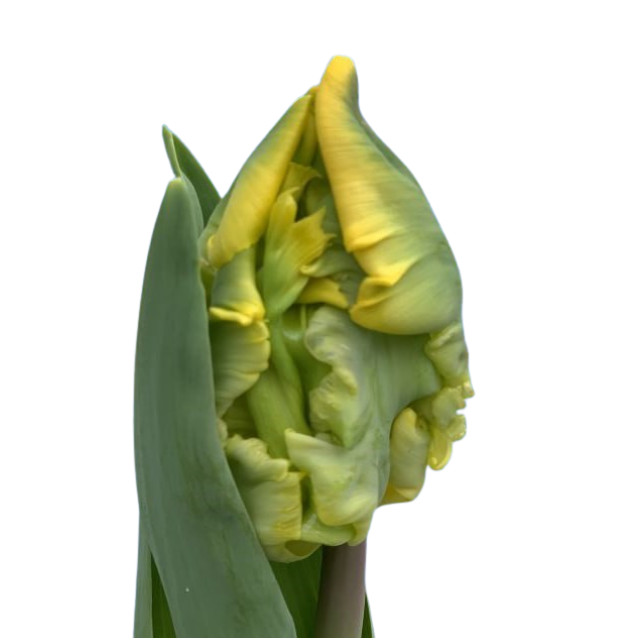 Тюльпан попугайный голд рейс