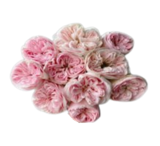 Роза куст кул скин