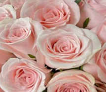 Роза однг год оф пинк лав