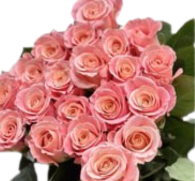 Роза однг мисс жу