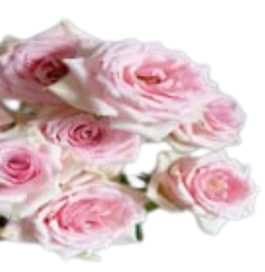 Роза куст стар джой бэби