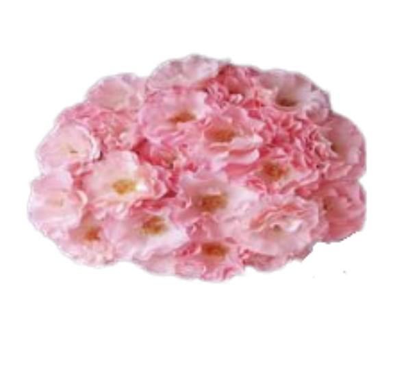 Роза куст зе литтл мермейд