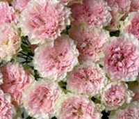 Роза куст энчантед бай лаура